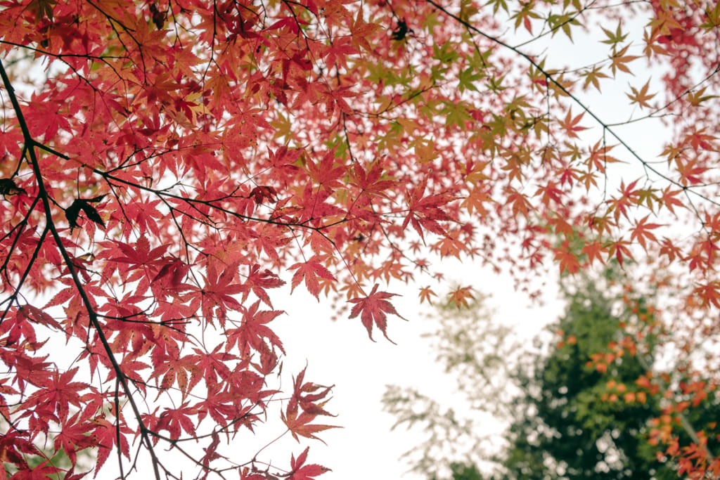 Feuilles d'érable japonais devenues rouges
