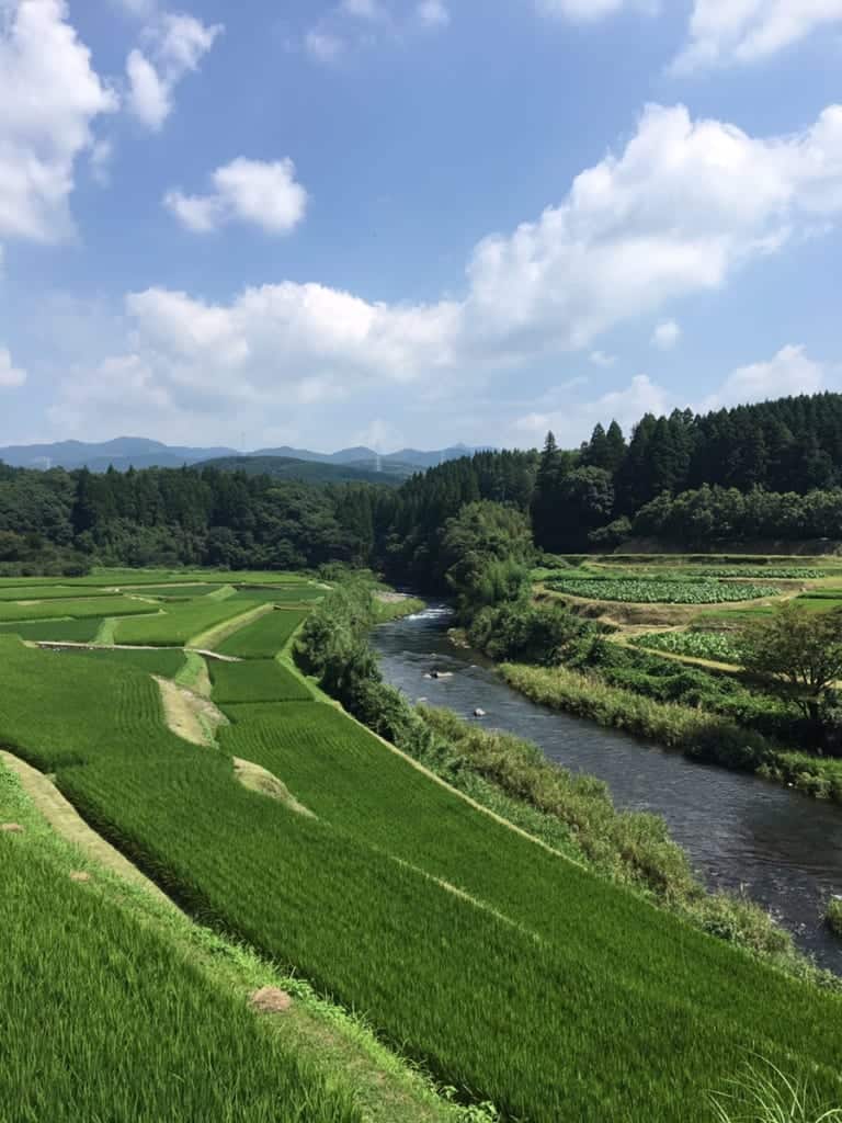 Les champs fertiles de Kikuchi, à Kumamoto