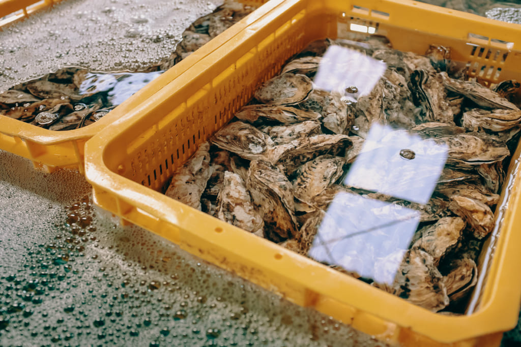 Les huitres, spécialité de Fukuoka