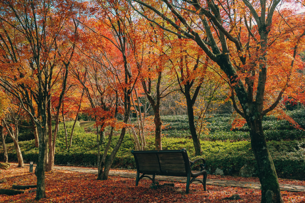 Les couleurs de l'automne japonais dans les montagnes de Yame