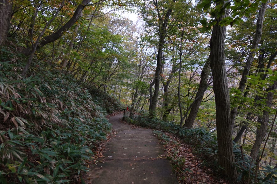 Chemin de randonnée entourré d'arbres