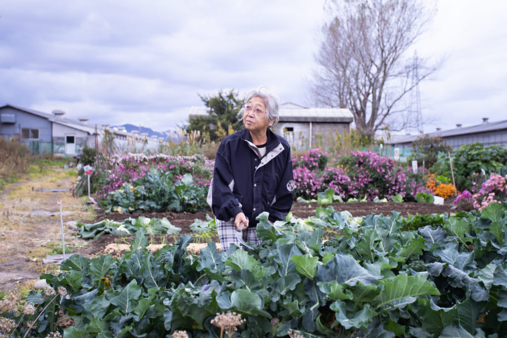 Une fermière de Murakami nous expliquant comment ramasser les légumes