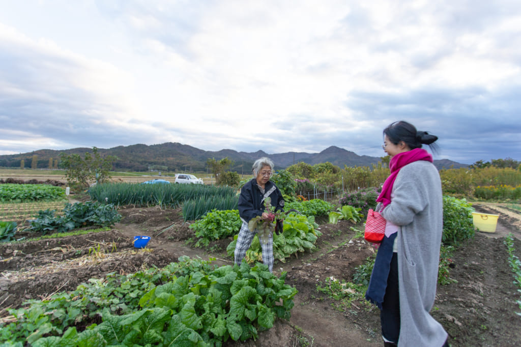 Champ de légumes d'une ferme proche de l'auberge