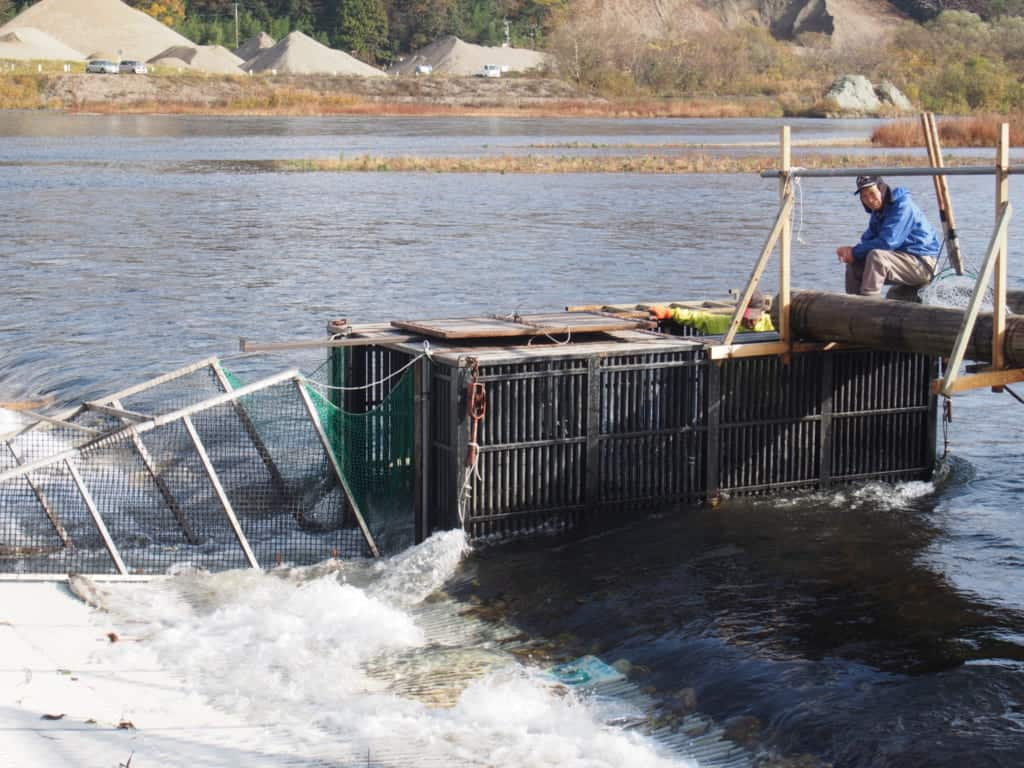 Des cages qui sont utilisées pour attraper les saumons de Murakami