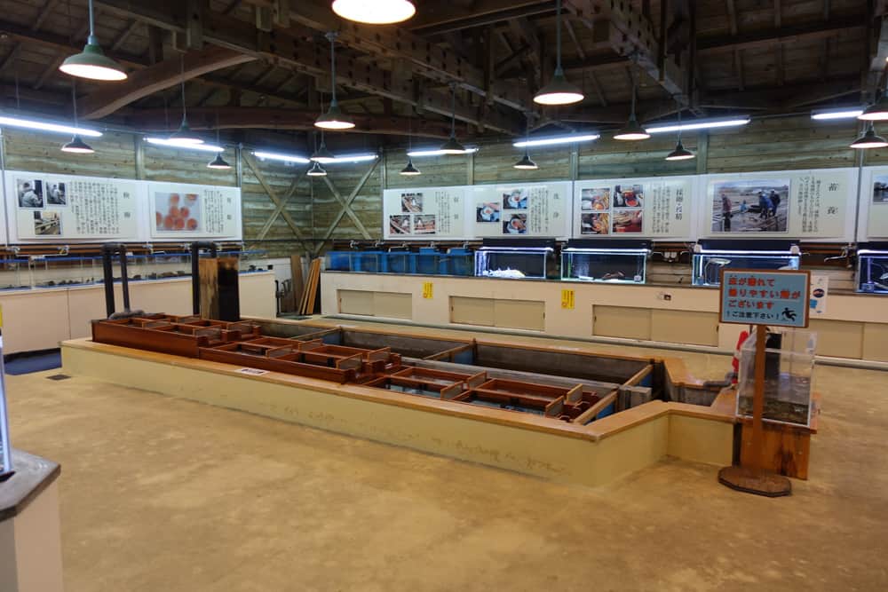 Salle d'exposition du musée du saumon Iyoboya Kaikan à Murakami