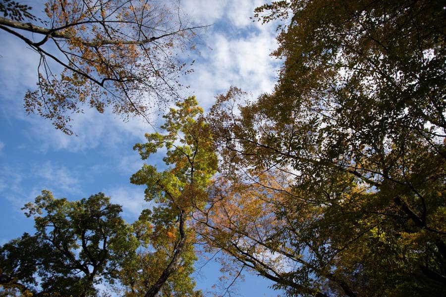 Les arbres qui commencent à se teinter des couleurs de l'automne