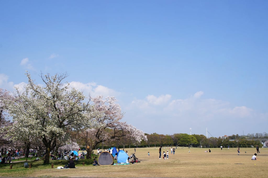 Familles fêtant la floraison des cerisiers au Parc de l'Exposision universelle d'Osaka