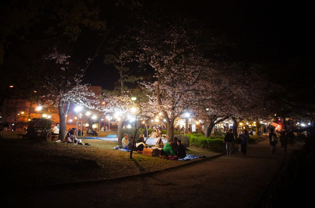 Fête sous les cerisiers la nuit à Dogo Onsen