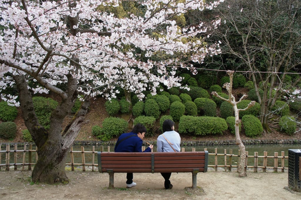 Couple pique-niquant sous les sakura à Dogo Onsen, Shikoku