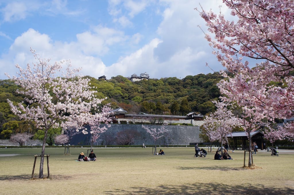 Pique-nique sous les cerisiers en fleurs devant le château de Matsuyama Japon