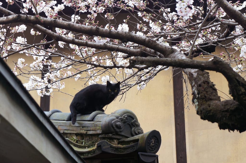 Chat noir sous les cerisiers en fleur sur un toit à Kyoto