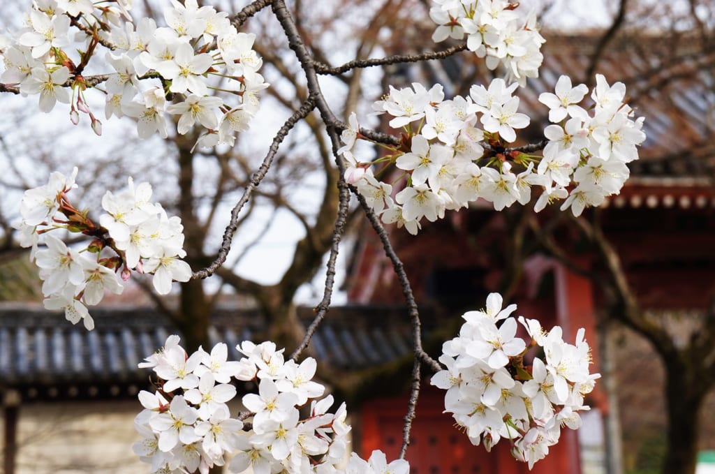 Cerisiers en fleurs devant un bâtiment traditionnel à Kyoto