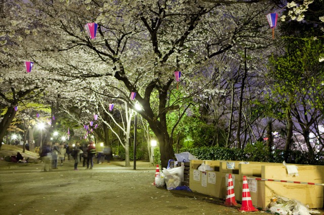Sacs poubelle sous les cerisiers en fleurs