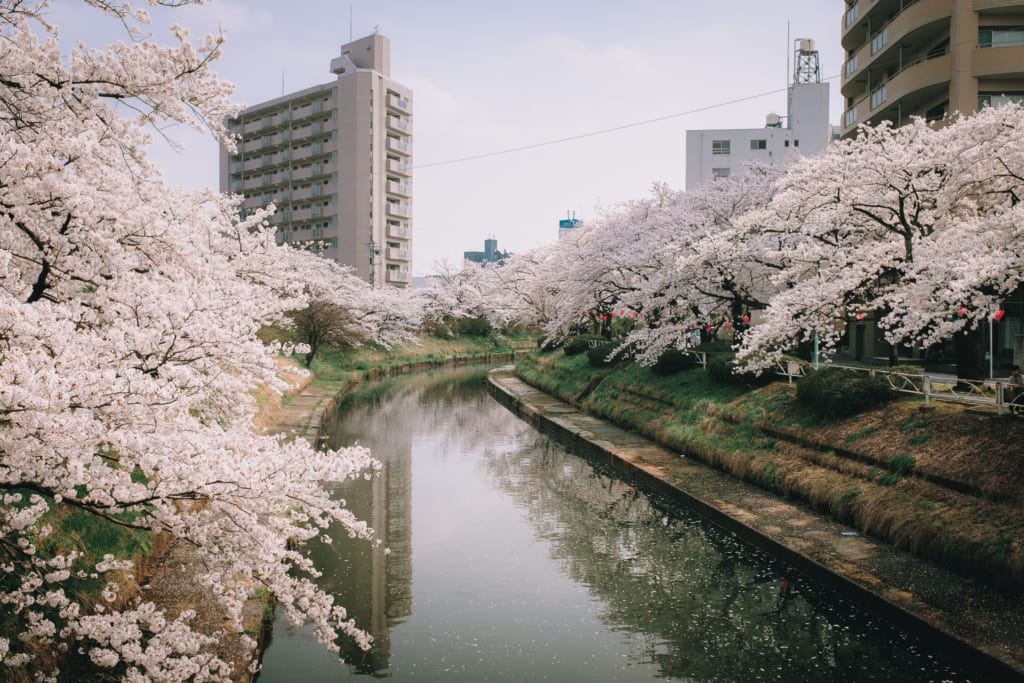 Les longues allées de cerisiers en fleur à Toyama