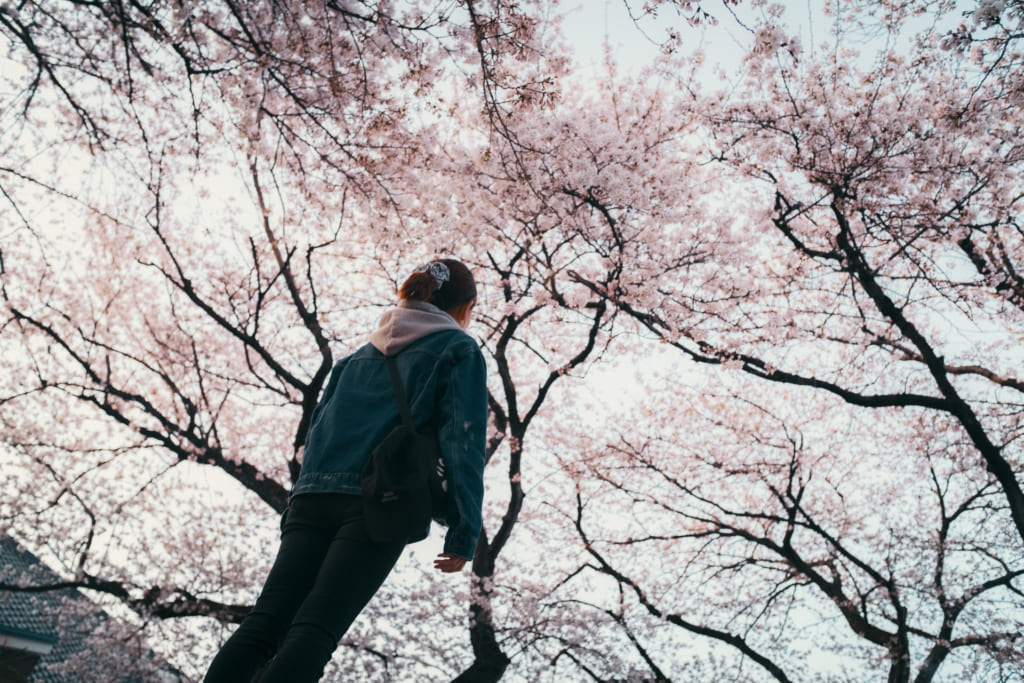 le ciel remplit de cerisiers en fleur à Toyama