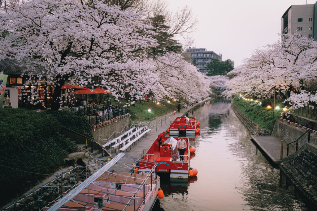 les cerisiers en fleur aux abords de matsukawa river à Toyama