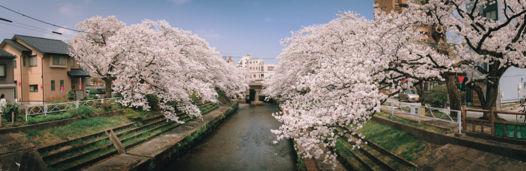Les arbres de cerisiers couverts de fleurs qui semblent plonger dans matsukawa river à Toyama