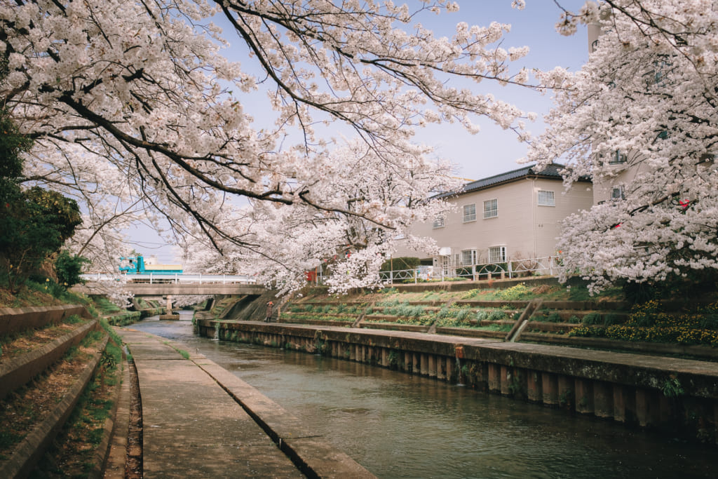 ballade paisible au bord de la rivière matsukawa, sous les cerisiers en fleur