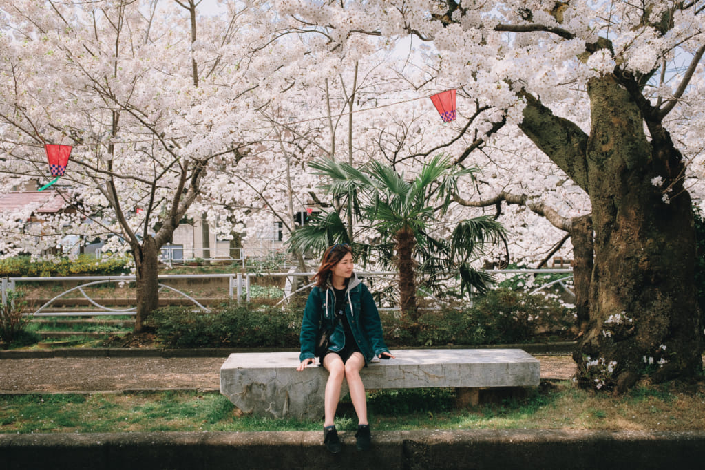 un banc au calme sous les cerisiers de Toyama