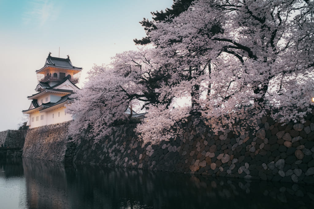 les cersiers en fleur aux abord du chateau de toyama