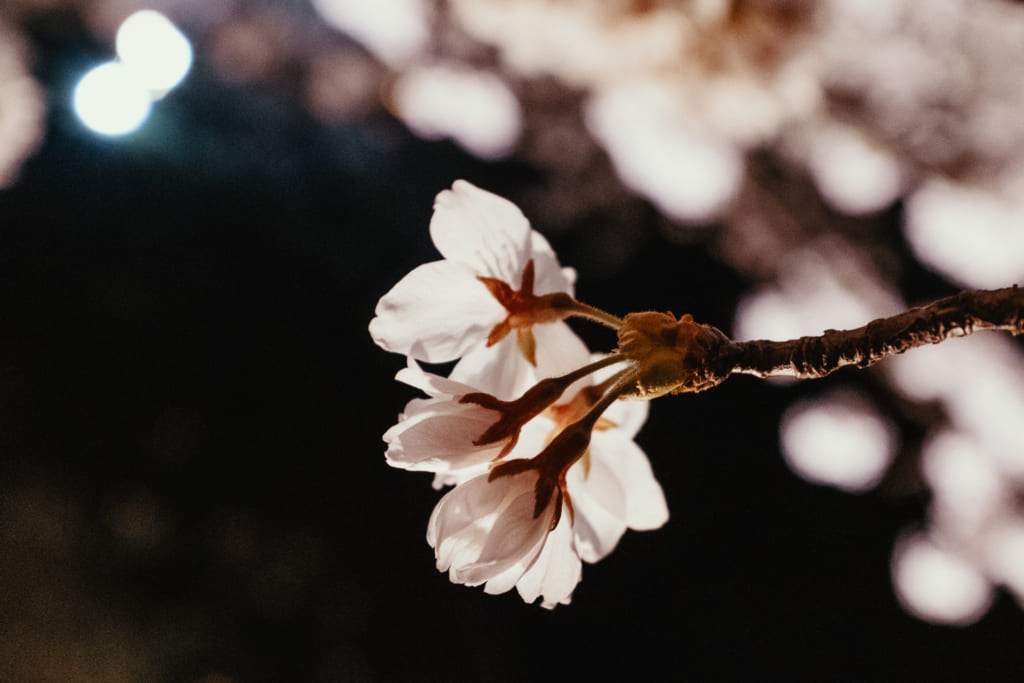 photo rapprochée des fleurs de cerisiers de toyama