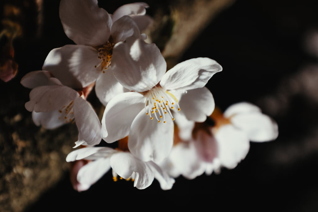 fleur de cerisier éclairé la nuit à Toyama