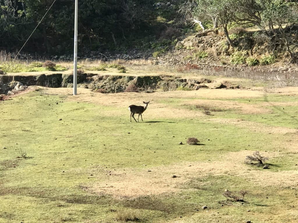 Daim sur île abandonnée de nozakijima