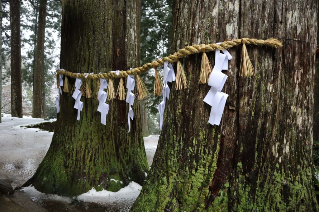 arbres de la montagne sacrée mitoku, à tottori