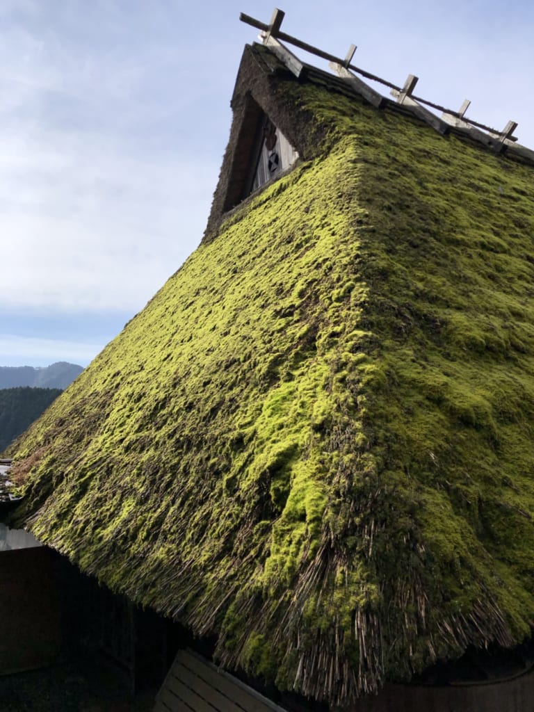 De la mousse recouvre les toits de chaume des maisons de kayabuki no sato
