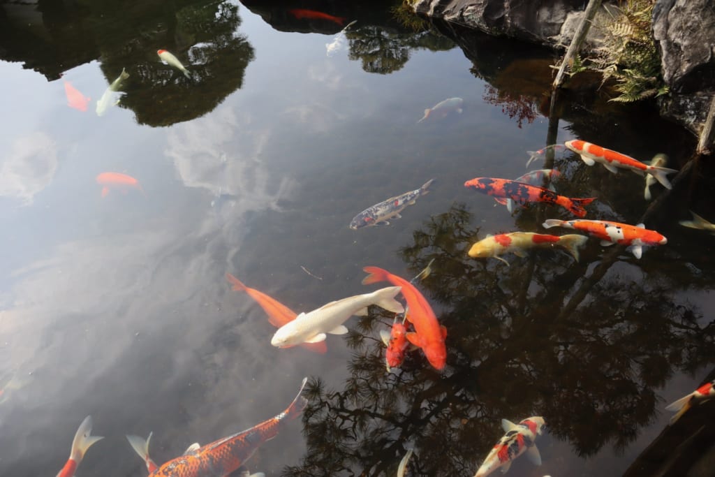 Les carpes koï dans le parc de Himeji