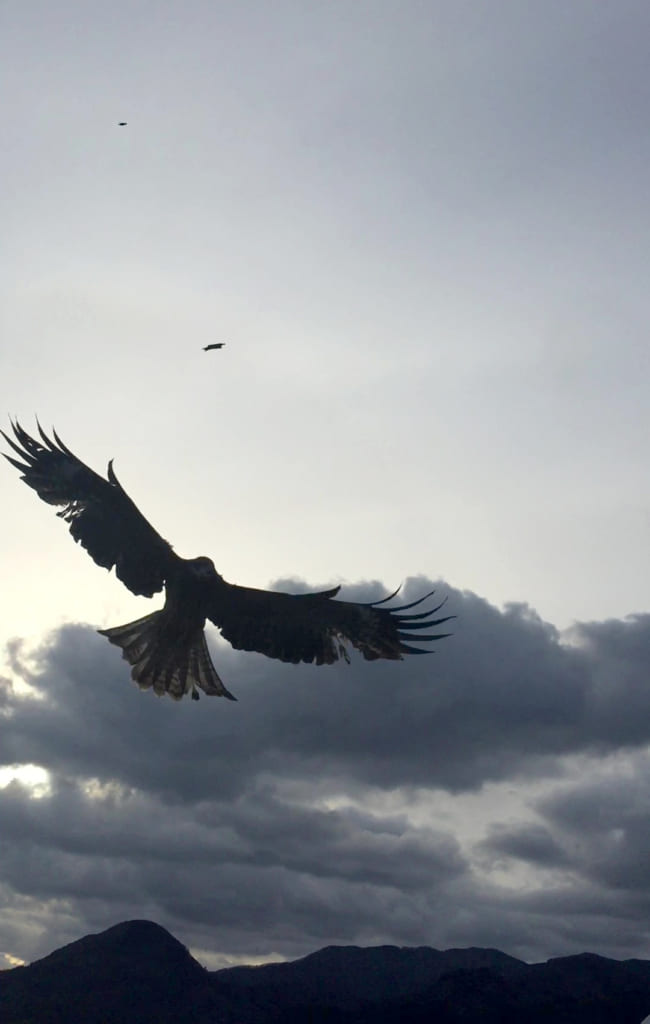 un rapace survolant la mer du Japon