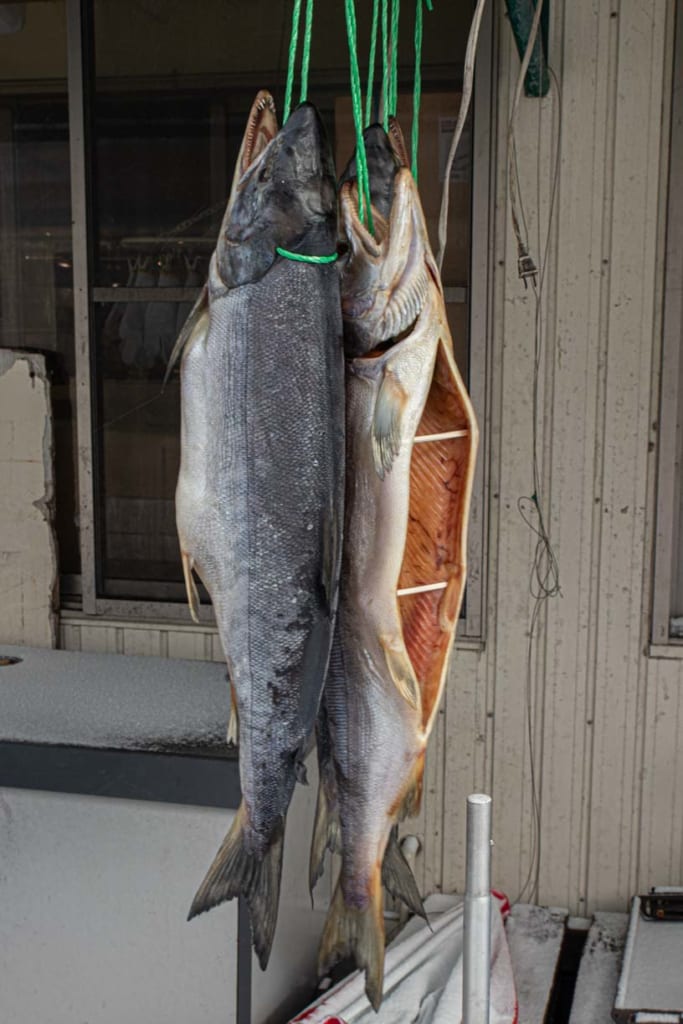 Poisson séché du marcher de Pia Bandai