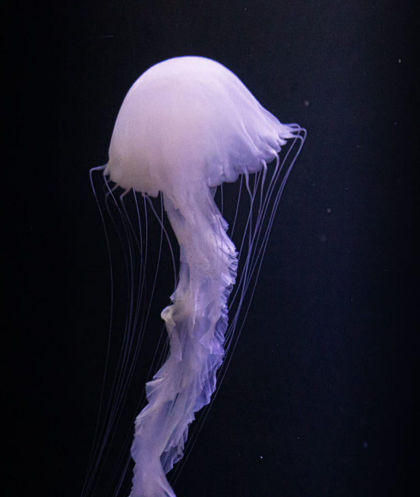 Meduse de l'aquarium Kamo à Tsuruoka
