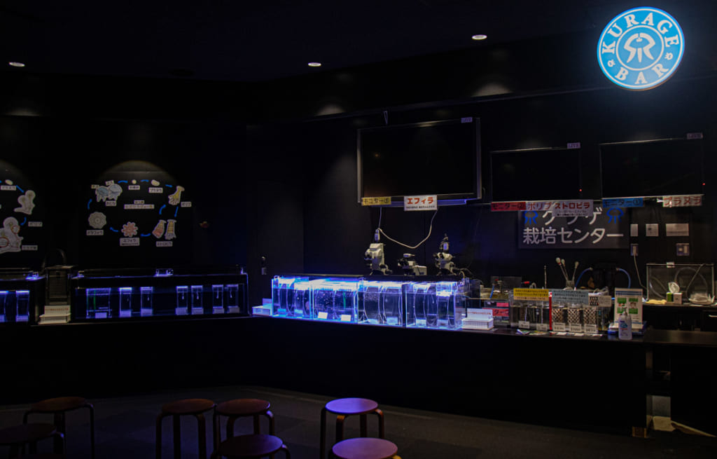 Bar à meduse, Kamo aquarium Tsuruoka