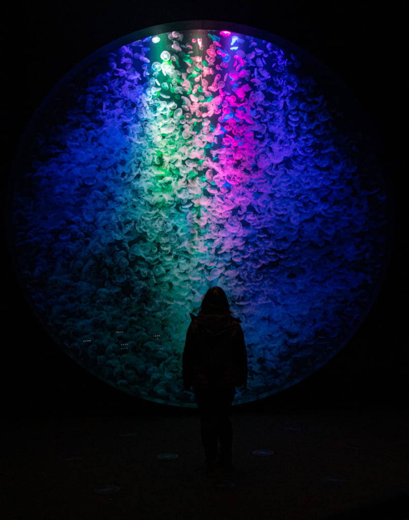 Aquarium de 5m, ballet de méduse dans l'aquarium de Kamo à Tsuruoka
