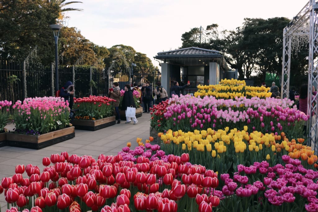 les tulipes du jardin samuel cocking à Enoshima