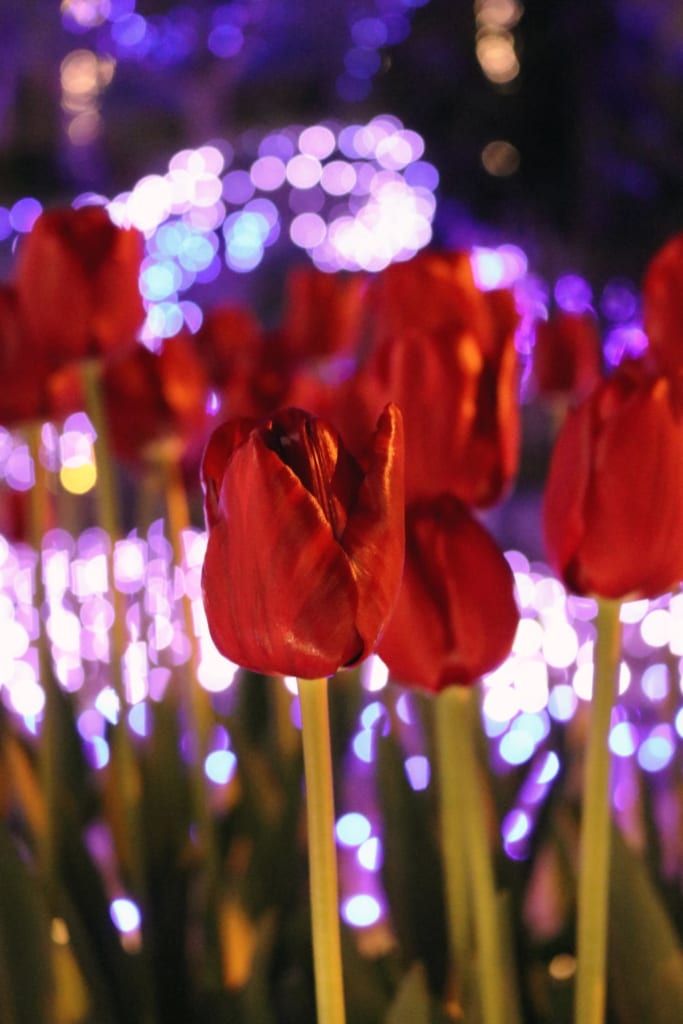 des tulipes au milieu des magnifiques illuminations du shonan no hoseki