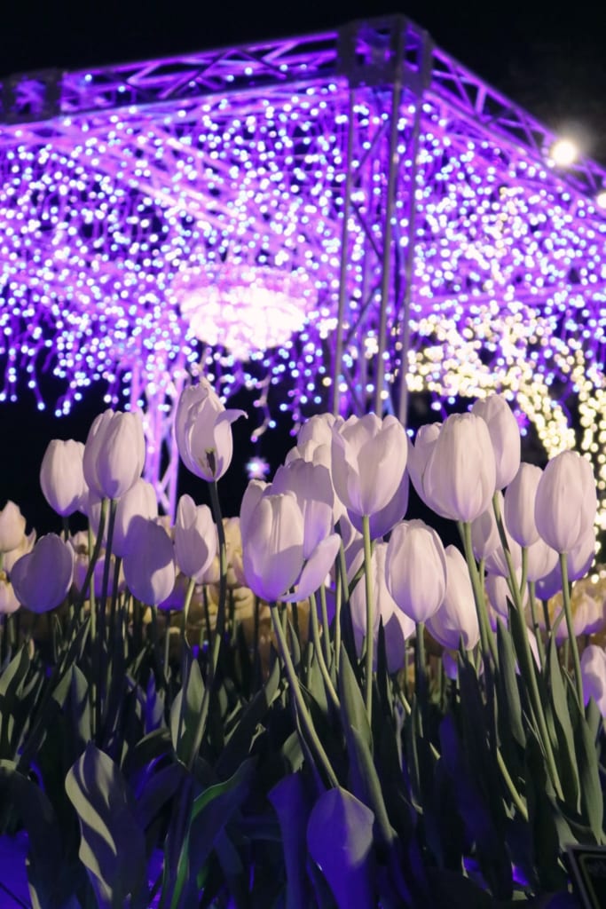 des tulipes blanches sous les milliers de leds des illuminations du shonan no hoseki