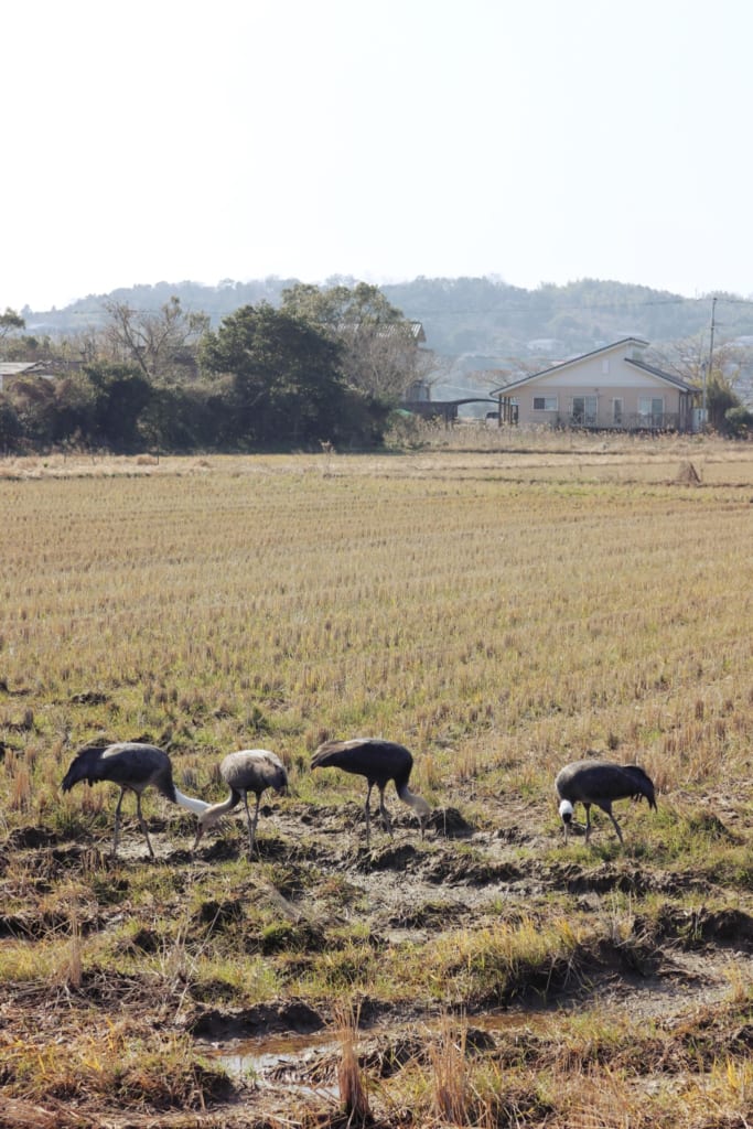 Des grues dans un champ à Izumi