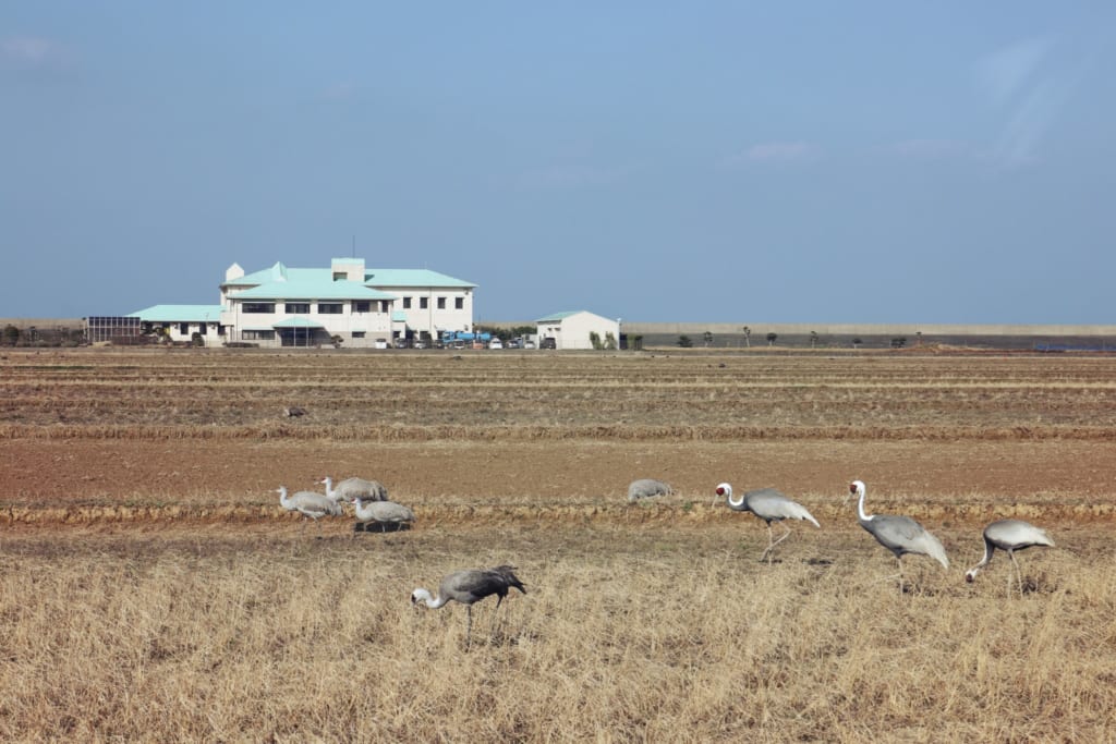 Quelques grues dans des champs à Izumi
