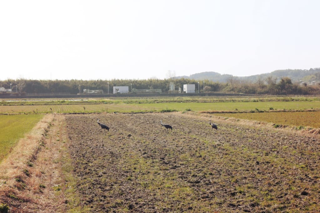 Une famille de grues à Izumi