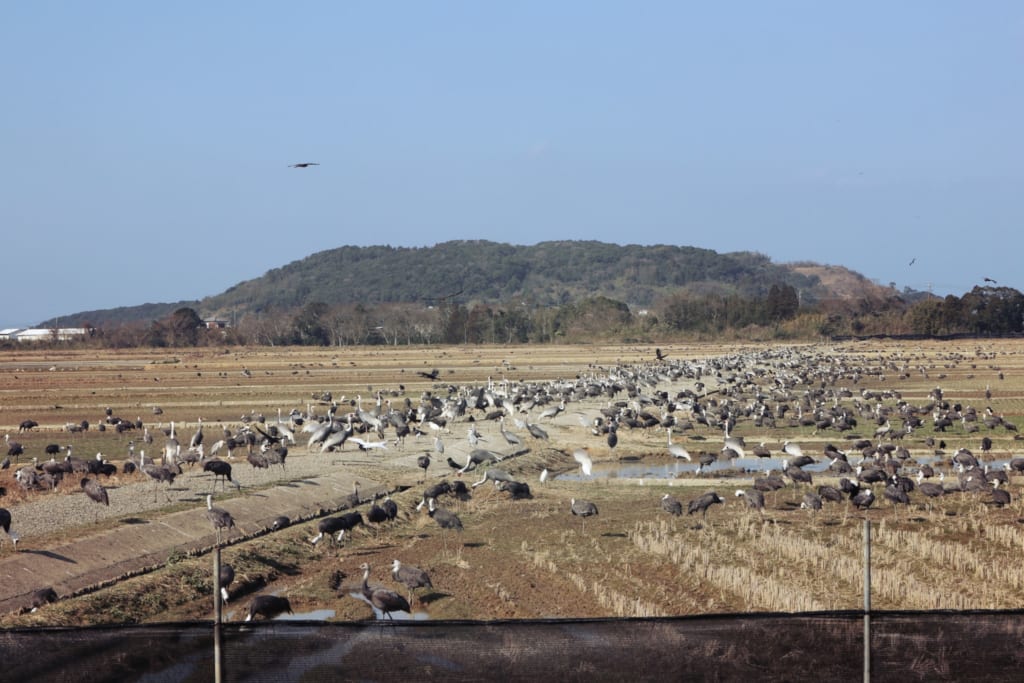 Un grand nombre de grues dans des champs à Izumi