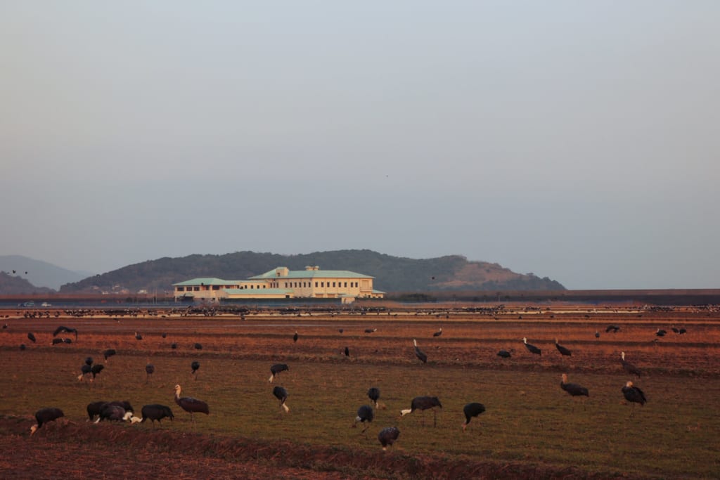 Des grues dans un champ d'Izumi