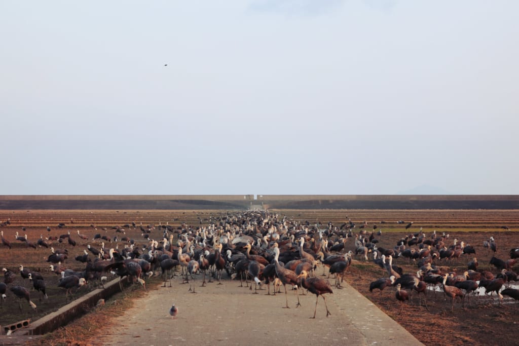 Une foule de grues dans les champs de riz d'izumi