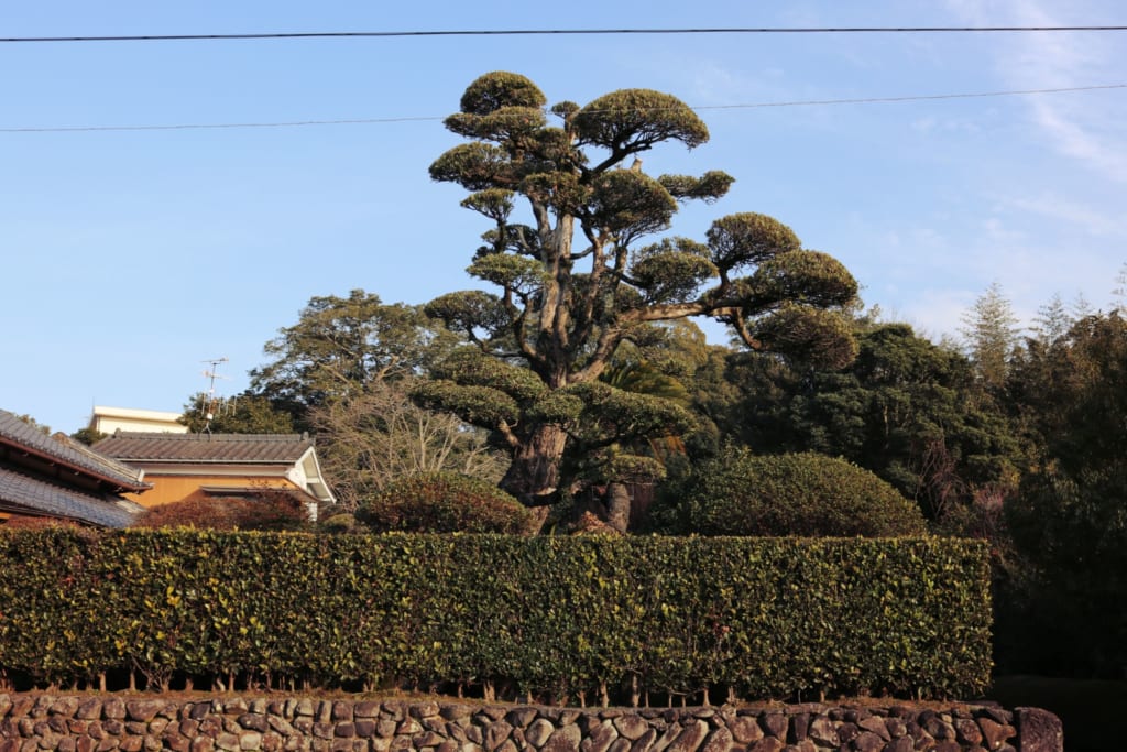 izumi inumaki, arbre traditionnel de la ville