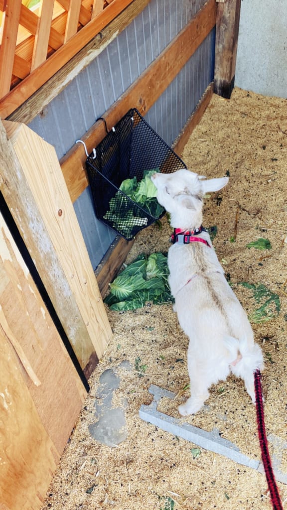 Mon séjour à la ferme m'a permis de rencontrer cette petite chèvre