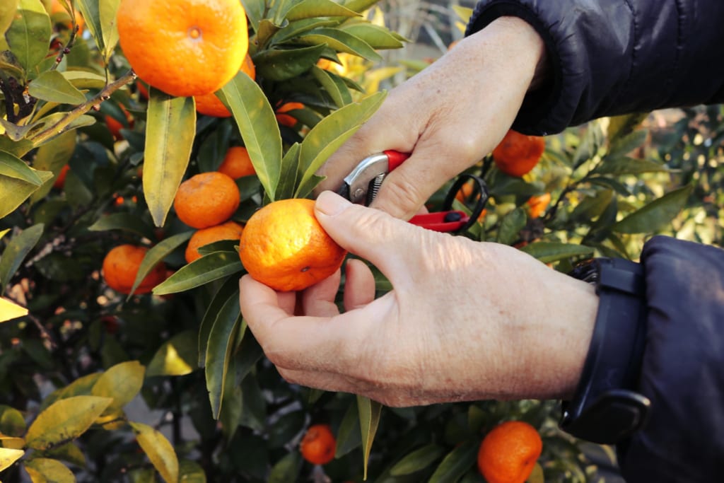 Mon hôte me laisse goûter à ses mandarines