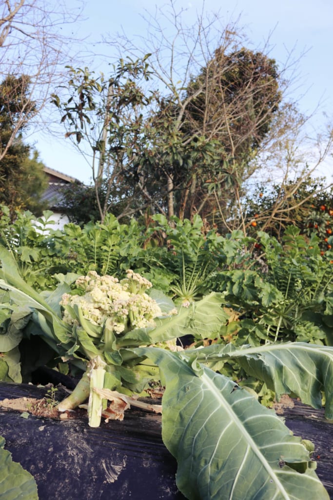 Les choix du potager de cette auberge où passer un agréable séjour à la ferme