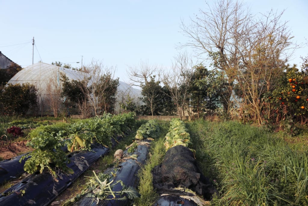 Les rangées de légumes qui poussent dans les champs