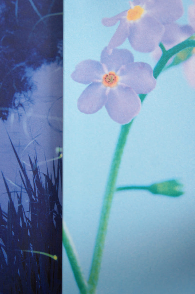 Détails de la couverture de deux livres d'Aki Shimazaki : Wasurenagusa et Hotaru